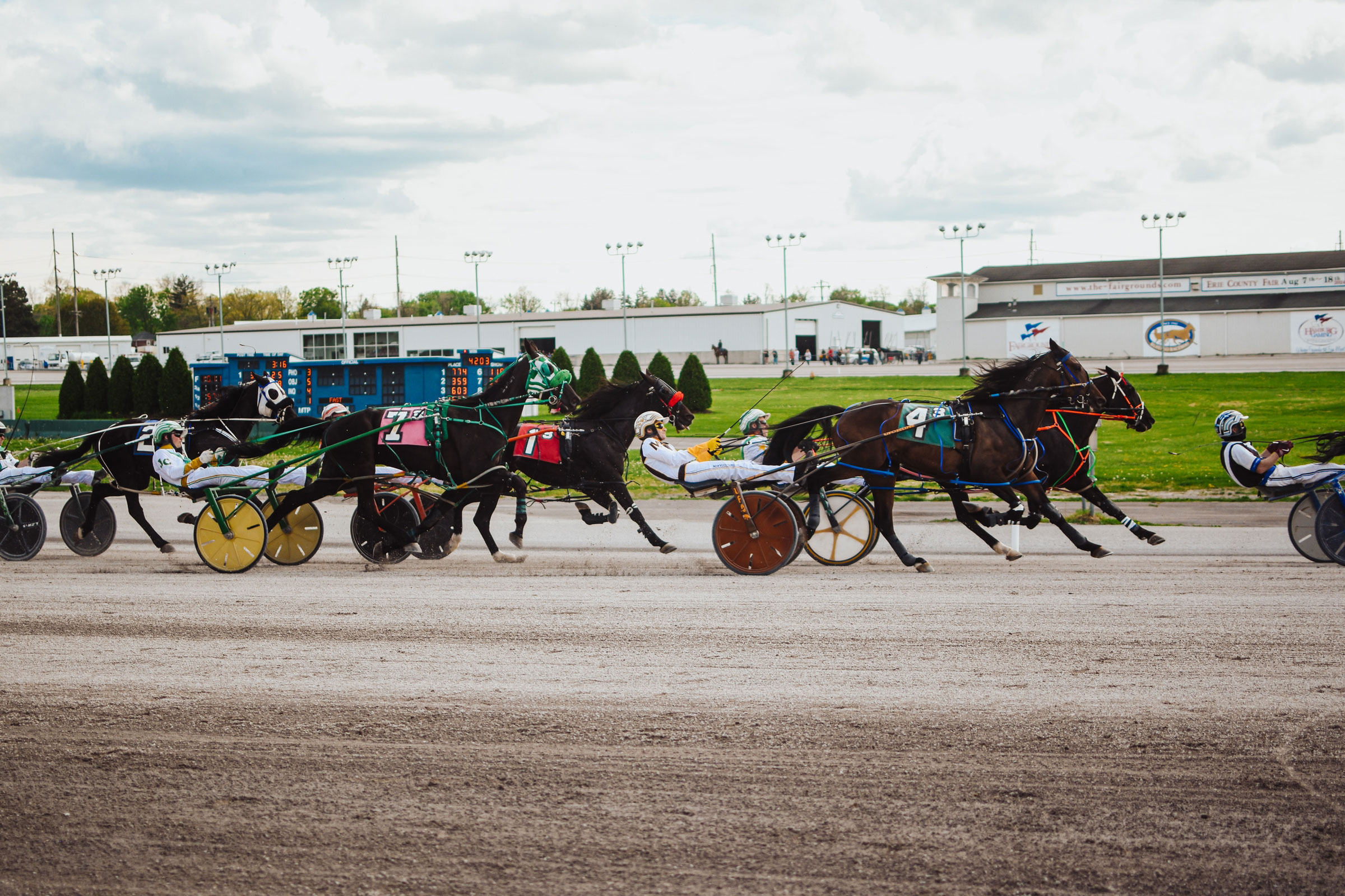 View of horses preparing for race